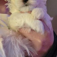 Cuccioli di cane maltese