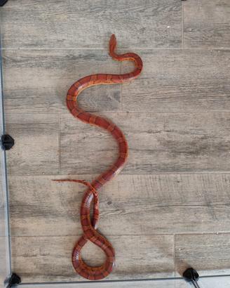 Serpente del Grano