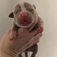 American pitbull terrier