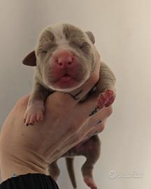 American pitbull terrier