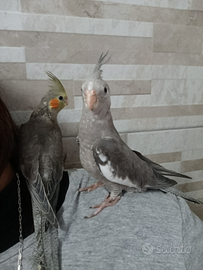 Calopsite Allevato a mano