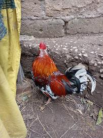 Galletto chicchiriniello