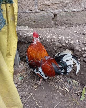 Galletto chicchiriniello