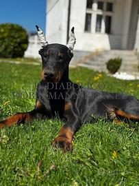 Dobermann