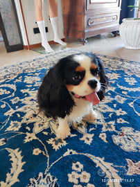 Cavaliere King maschio per accoppiamento