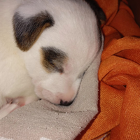 Cuccioli Jack russel