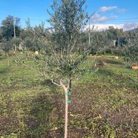 Ulivi varietà leccino/coratina