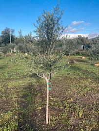 Ulivi varietà leccino/coratina