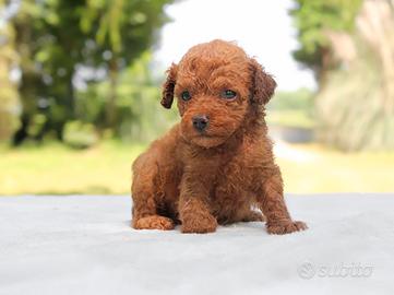 Cucciolina di Barboncino