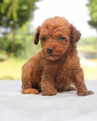 Cucciolina di Barboncino