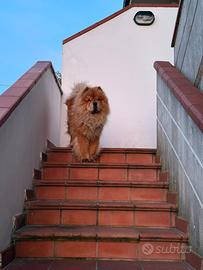 Maschio Chow Chow Leo