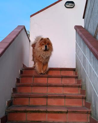 Maschio Chow Chow Leo