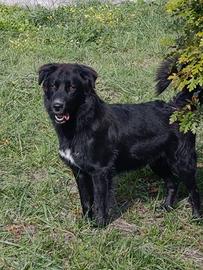 Cagnolino in adozione