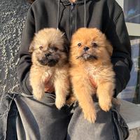 Pomerania Shitzu