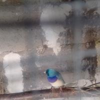 Uccelli diamanti del gold