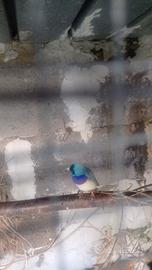 Uccelli diamanti del gold