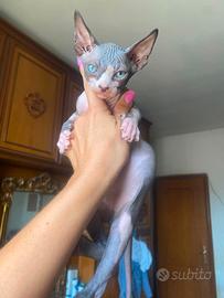 Gatti Sphynx cuccioli