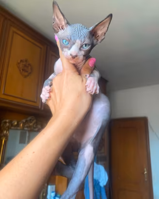 Gatti Sphynx cuccioli