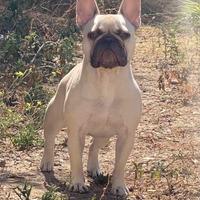 Cuccioli di bulldog francese