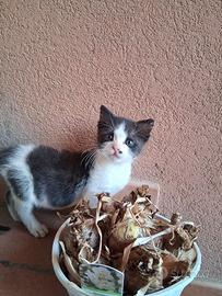 Sveva gattina 2 mesi