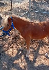 Pony palomino