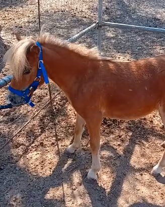 Pony palomino