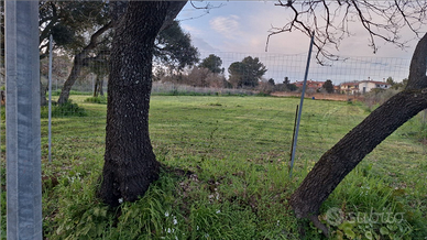 Terreno addestramento cani