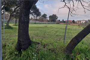 Terreno addestramento cani