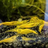 Caridine gamberetti Yellow Fire - acqua dolce