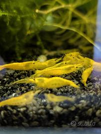 Caridine gamberetti Yellow Fire - acqua dolce