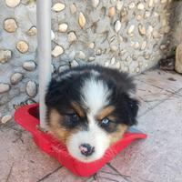 Cuccioli di pastore australiano/aussie