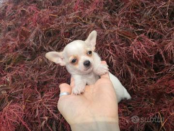 Chihuahua femminuccia taglia piccolissima