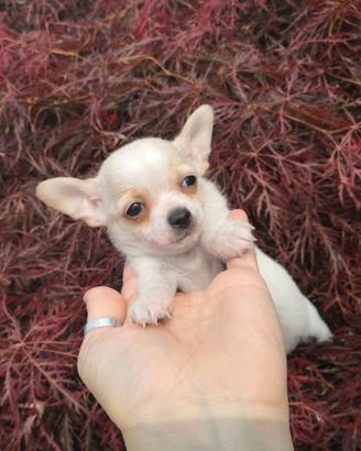 Chihuahua femminuccia taglia piccolissima