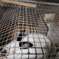 Conigli California. i purezza iscritti ANCI