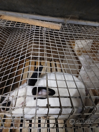 Conigli California. i purezza iscritti ANCI