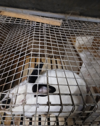 Conigli California. i purezza iscritti ANCI