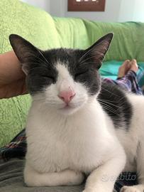 Gatto gratis