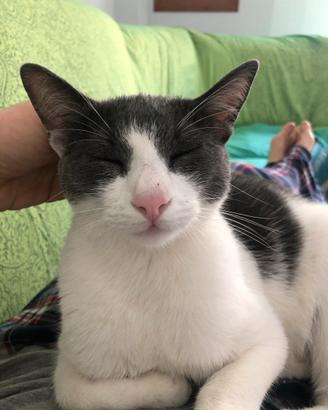 Gatto gratis