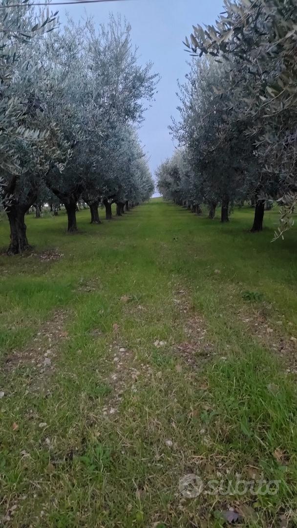 Terreno agricolo con oliveto - Altro