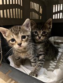 4 gattini in ADOZIONE