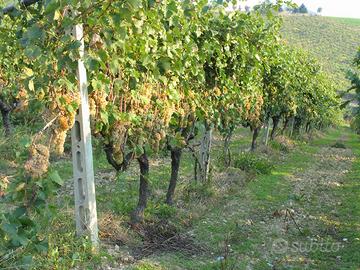 Uva da vino