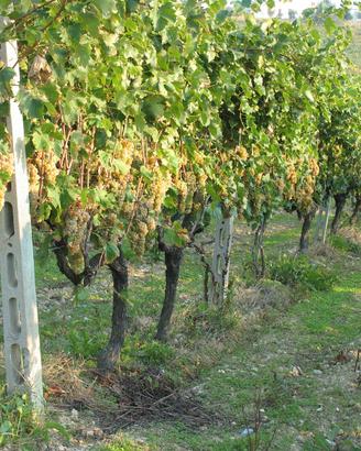 Uva da vino