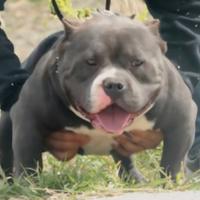 American Bully cuccioli AmericanBully leg gi