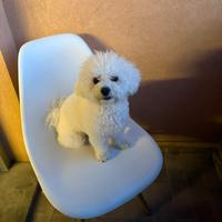 Maschio razza bolognese solo per accoppiamento