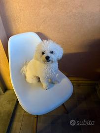 Maschio razza bolognese solo per accoppiamento