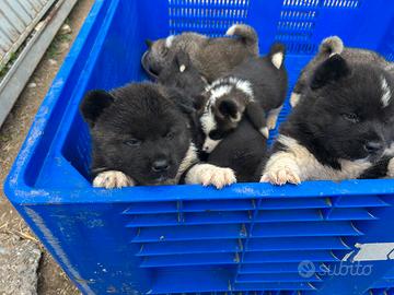 Cuccioli di AKITA AMERICANO originali
