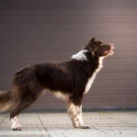 Icaro border collie per accoppiamento