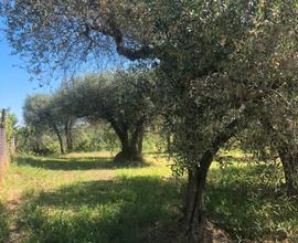 Terreno agricolo