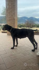 Bracco tedesco per monta