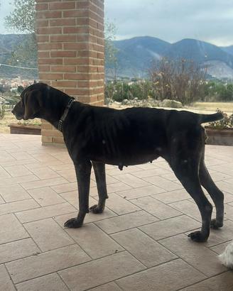 Bracco tedesco per monta